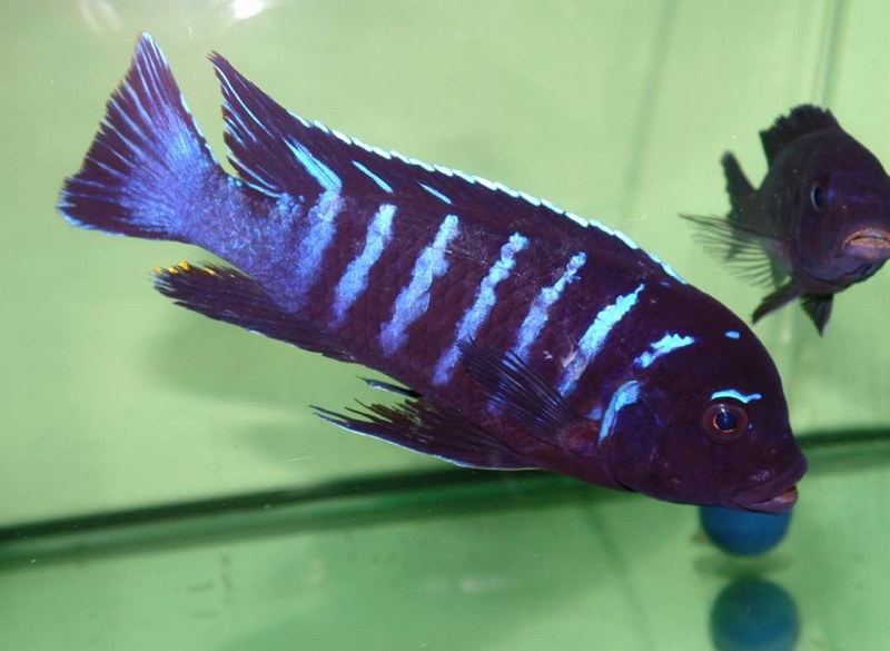 Maylandia sp. 'dolphin' Thumbi Point